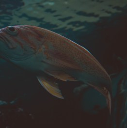 Balık Avlama Sanatı